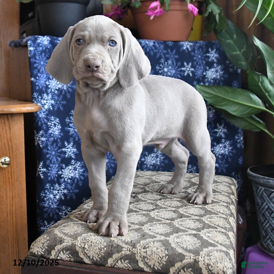 Weimaraner dogs for sale: Duke - Ad 2