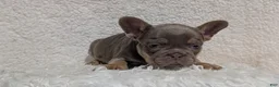 French Bulldog dogs for sale: Yogi - Ad 10