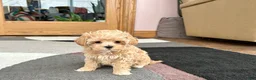 Maltipoo dogs for sale: Donna  - Ad 5