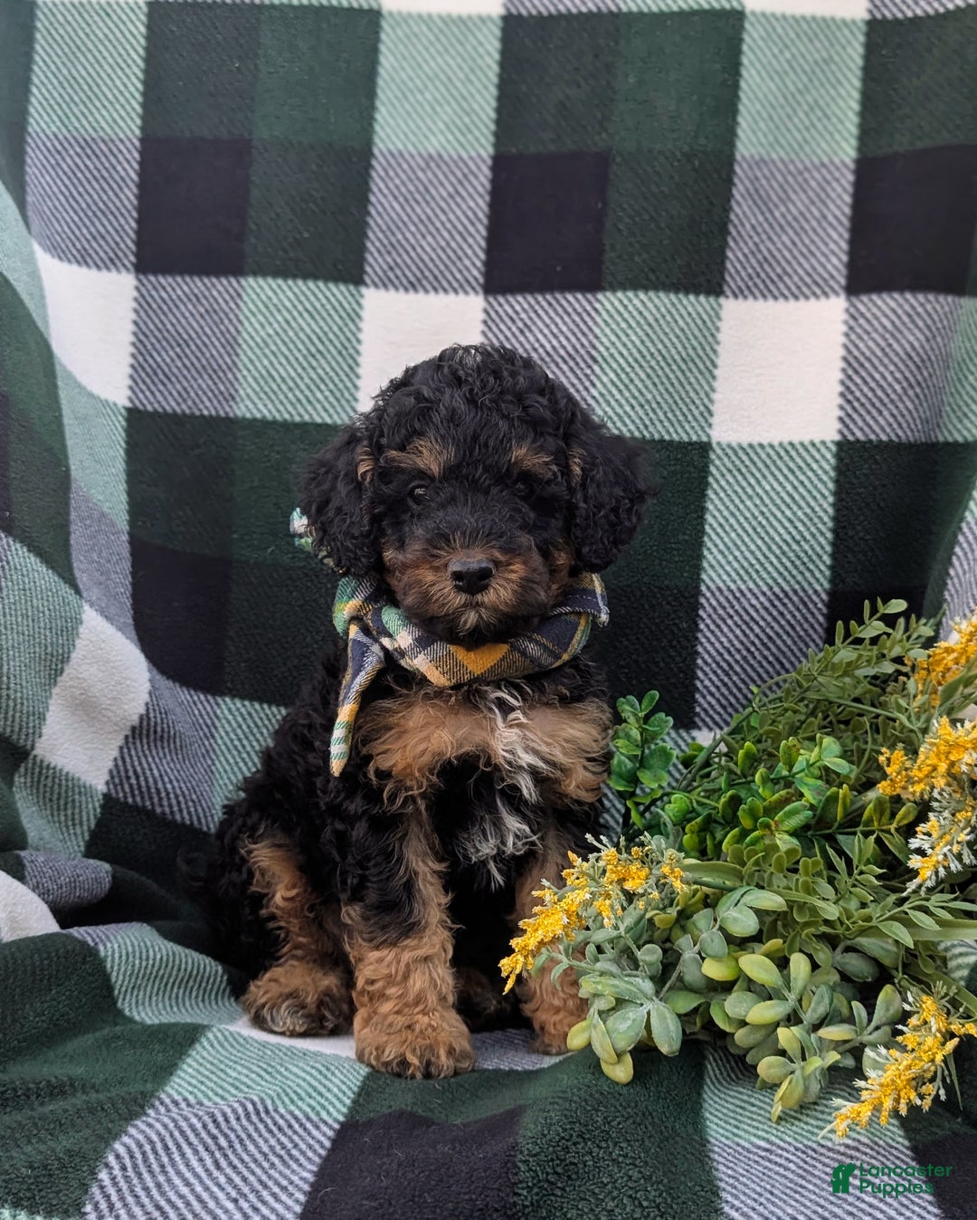Cockapoo dogs for sale: Moore Hypoallergenic - Ad 15