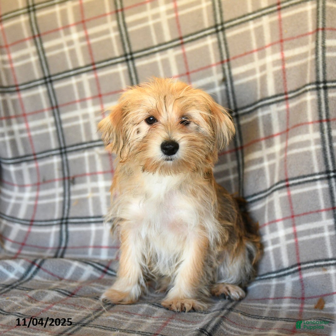 Morkie dogs for sale: Vinnie - Ad 18