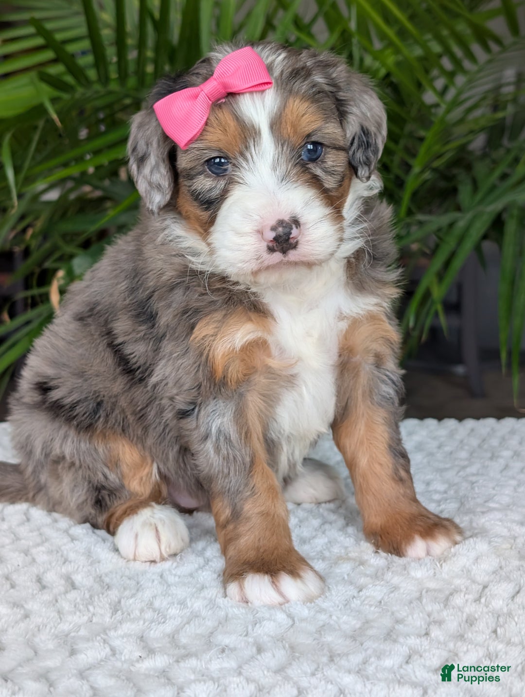 Mini Bernedoodle dogs for sale: Mini Indy  - Ad 19