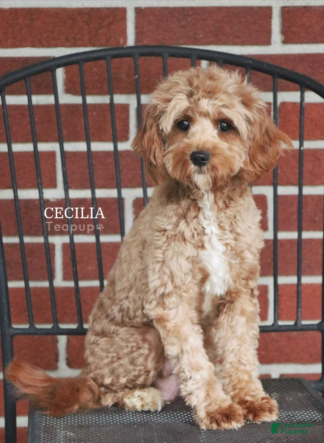 Cavapoo dogs for sale: Chanel - Ad 6