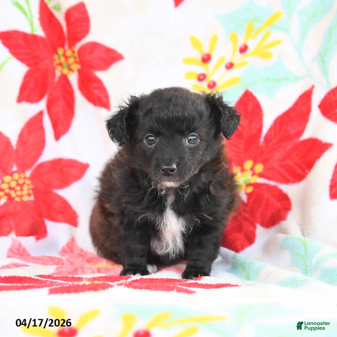 Shetland Sheepdog dogs for sale: Jasmine - Ad 3