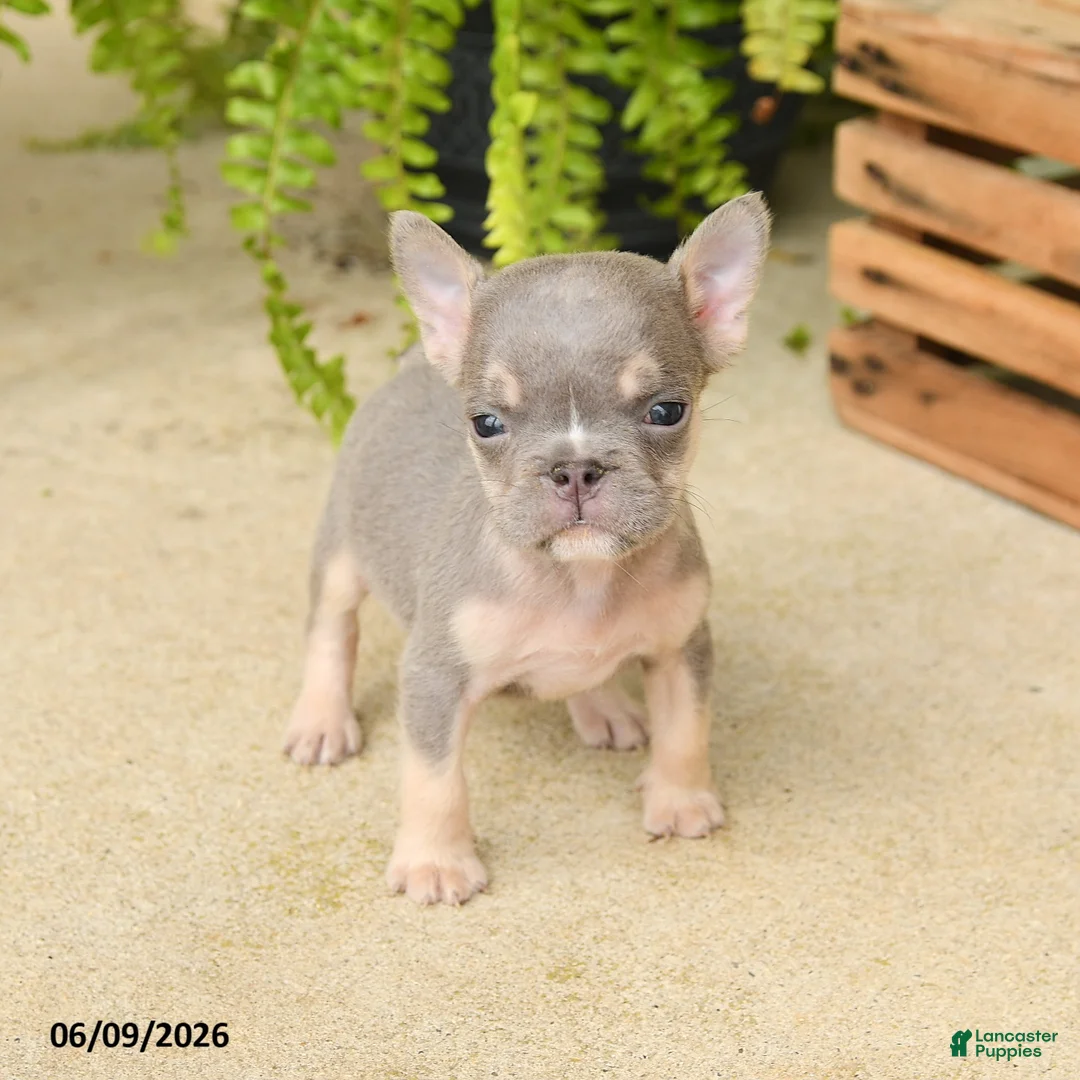 French Bulldog dogs for sale: Jesse - Ad 3
