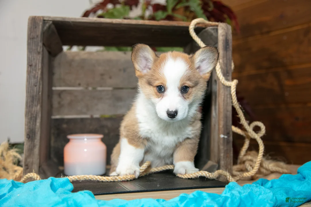 Welsh Corgi Pembroke dogs for sale: Elmo - Ad 3