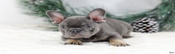French Bulldog dogs for sale: Champ - Ad 3