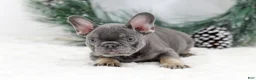 French Bulldog dogs for sale: Champ - Ad 3