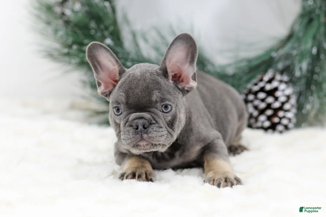 French Bulldog dogs for sale: Champ - Ad 3