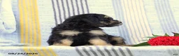 Miniature Poodle dogs for sale: Shadow - Ad 2