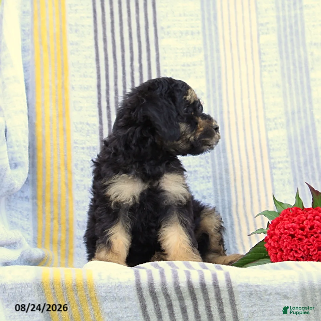 Miniature Poodle dogs for sale: Shadow - Ad 2