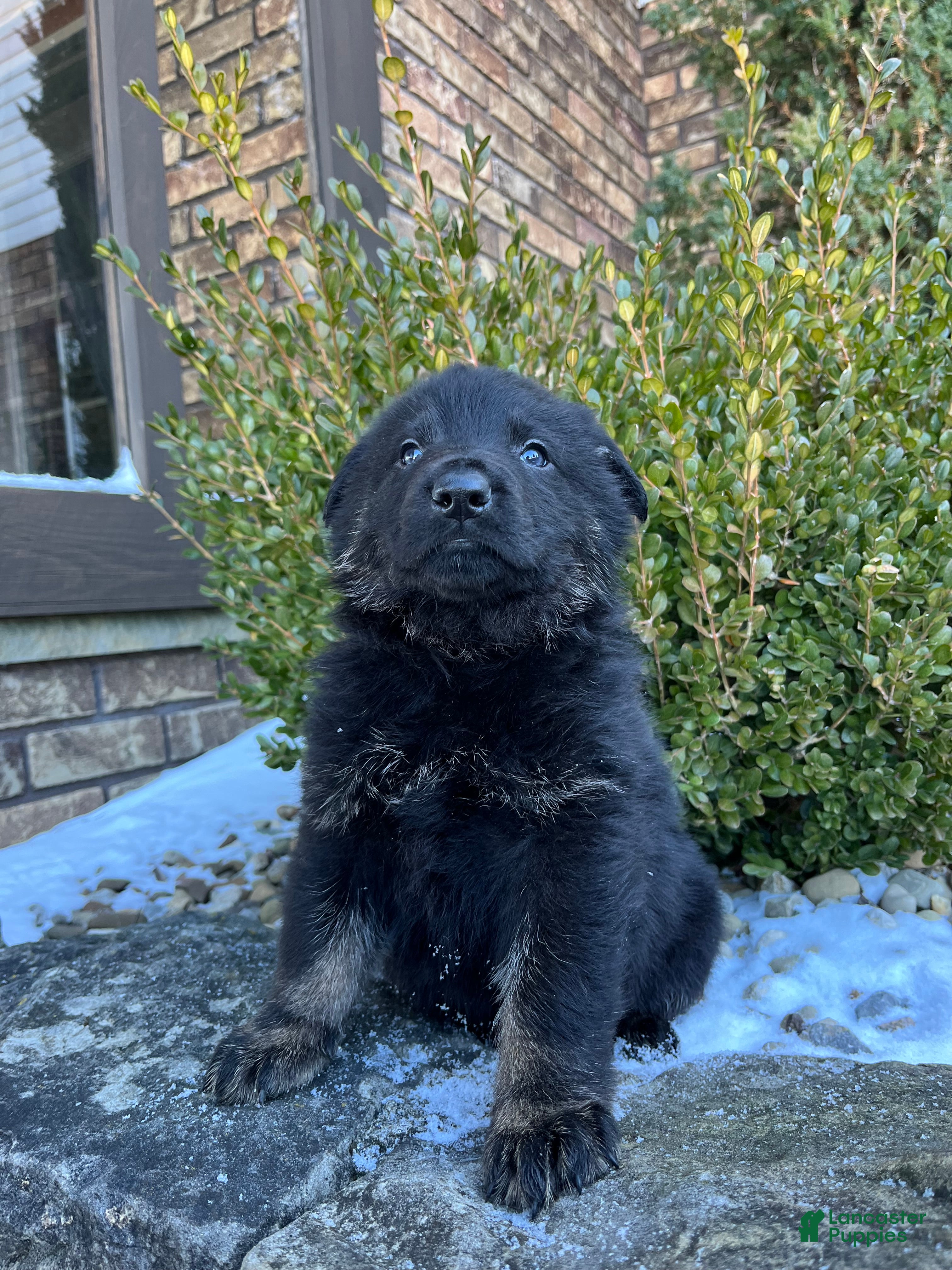 German Shepherd dogs Humphrey  - Ad 21