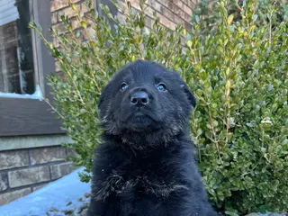 German Shepherd dogs Humphrey - Ad 21