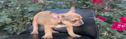 French Bulldog dogs for sale: Xander - Ad 7