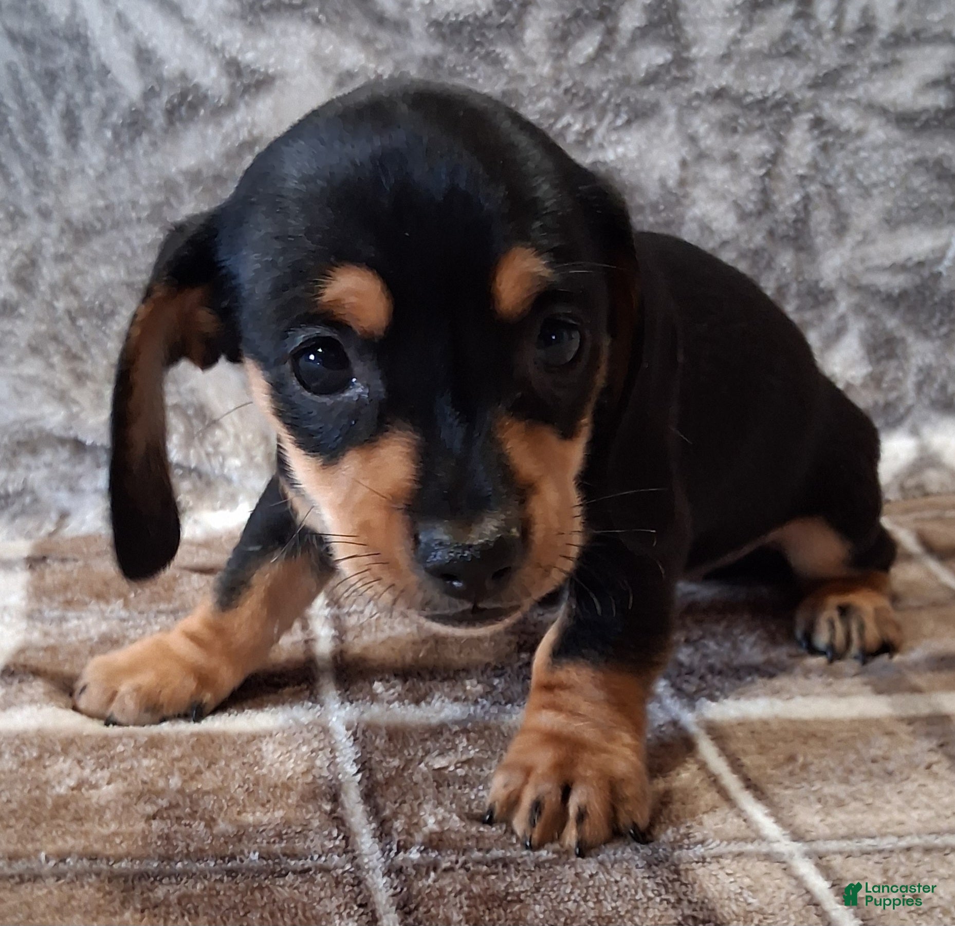 Miniature Dachshund dogs Sonni - Ad 2