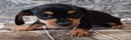 Miniature Dachshund dogs for sale: Sonni - Ad 2