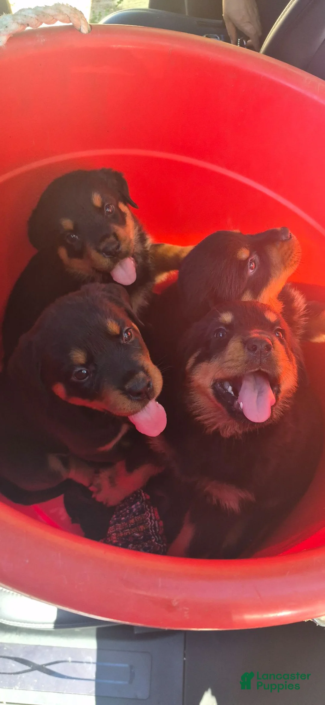 Rottweiler dogs for sale: Rottweiler 3 - Ad 1