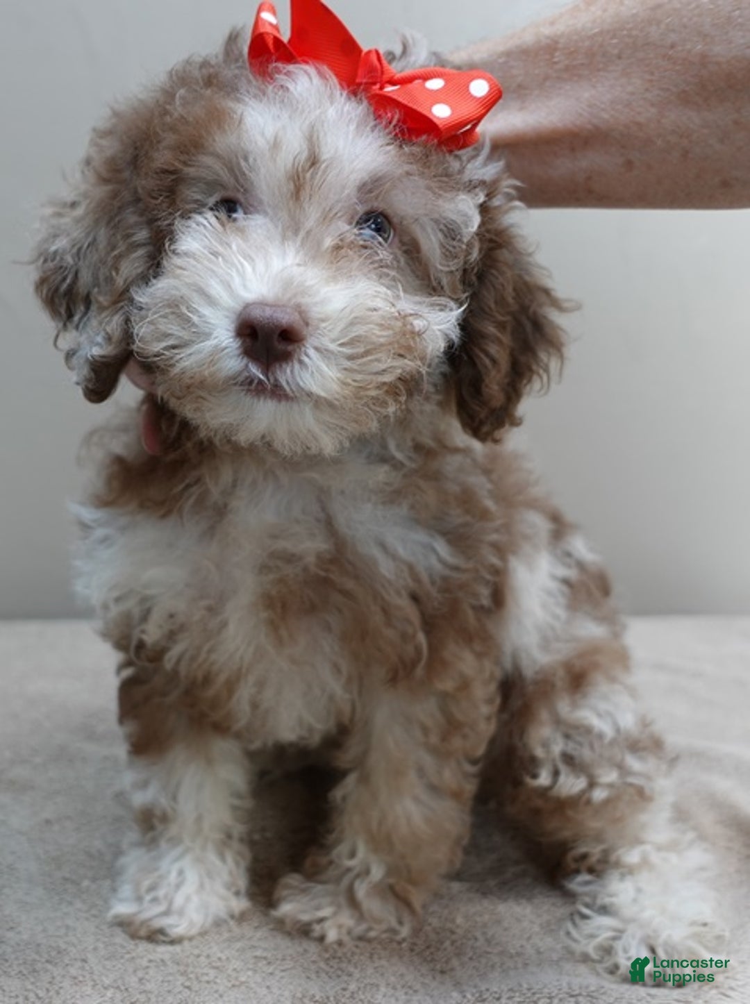 Toy Poodle dogs for sale: iven neutered 12/9/25 - Ad 7