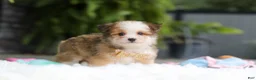Mixed Breed dogs for sale: Scout  - Ad 4