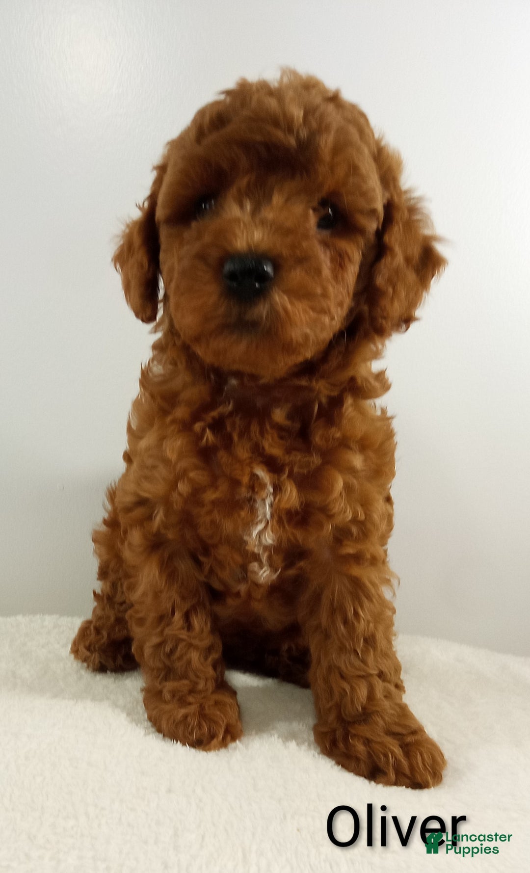 Toy Poodle dogs for sale: Oliver-AKC  - Ad 8
