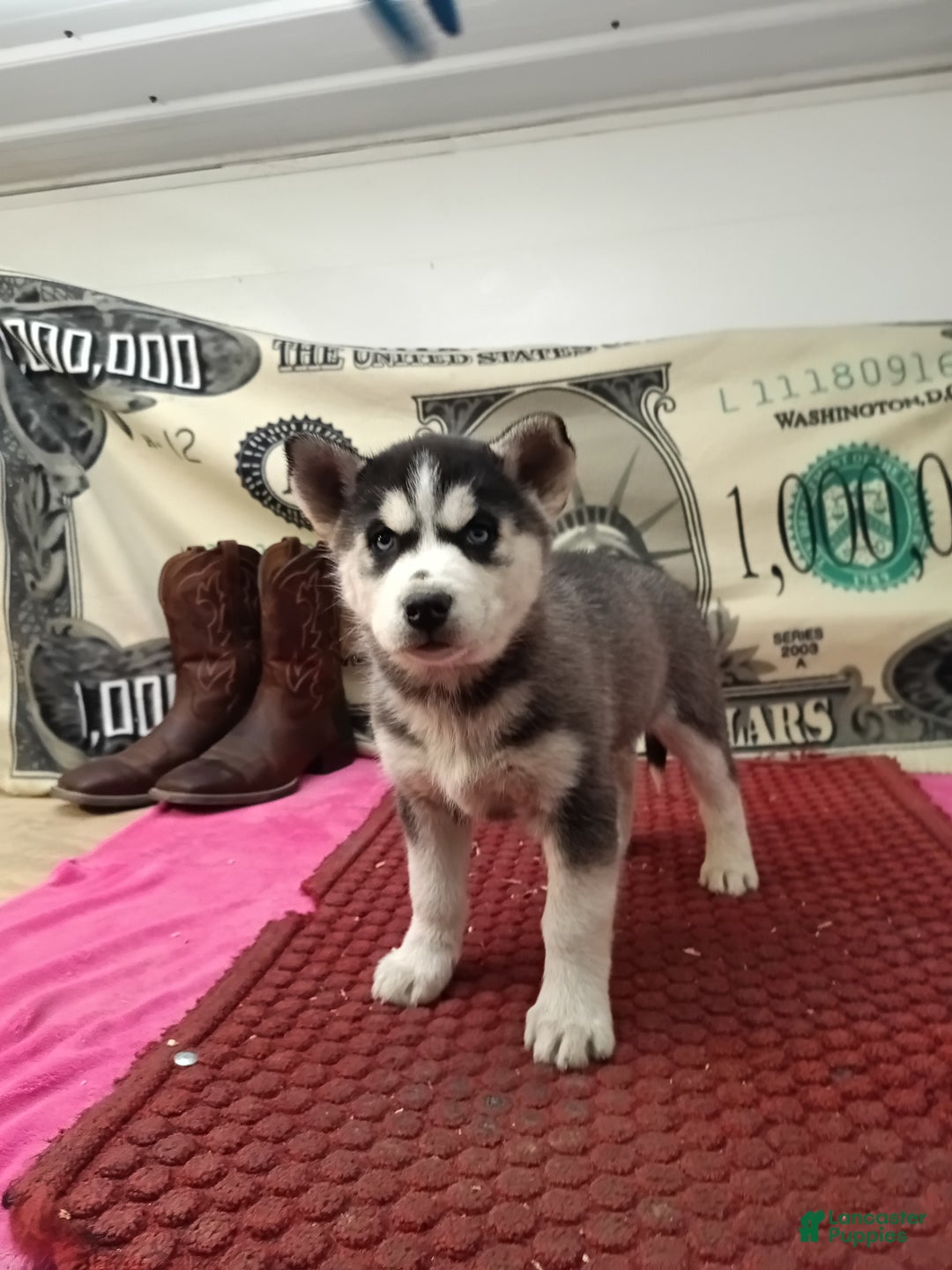 Siberian Husky dogs for sale: Ada - Ad 4