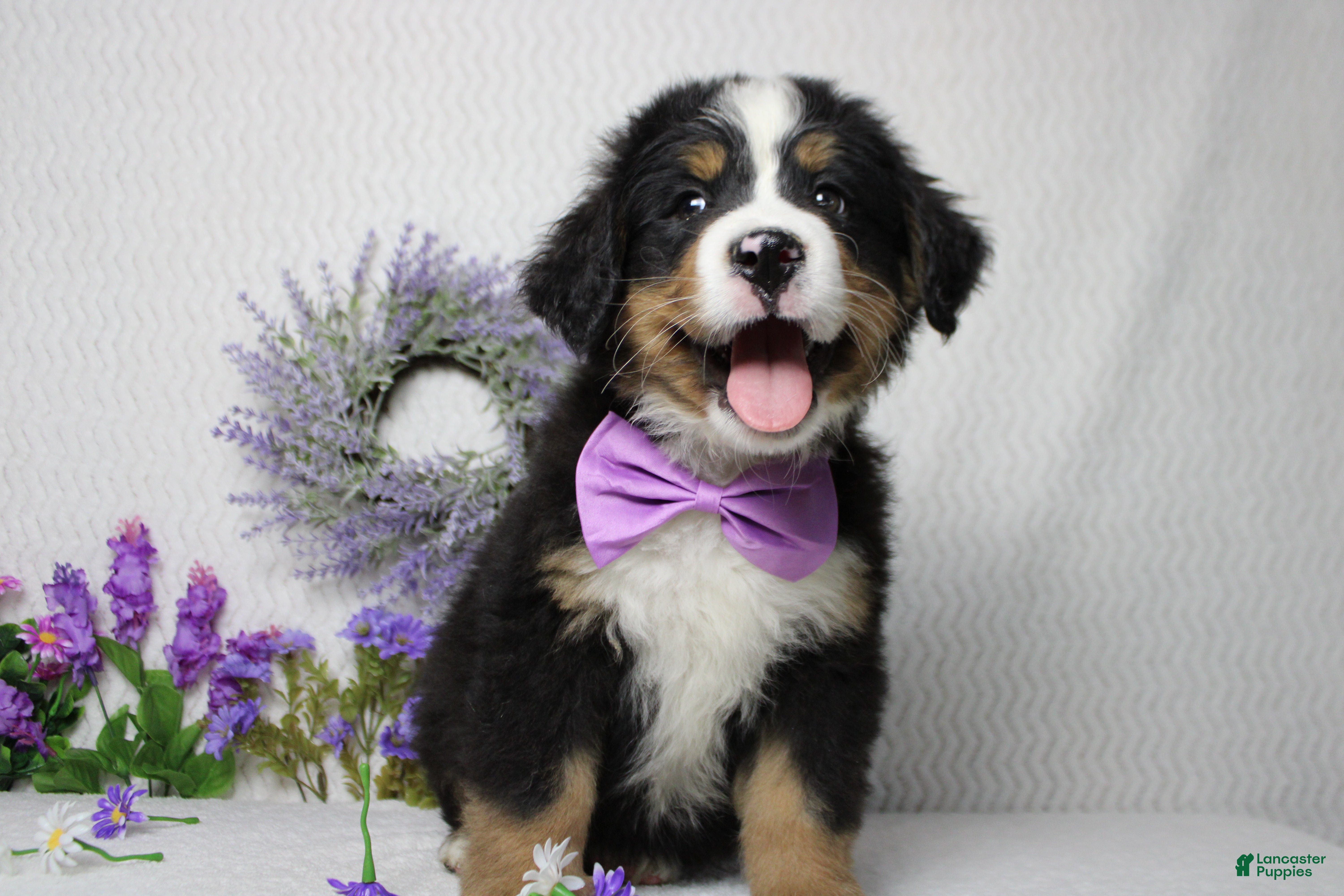 Bernese Mountain Dog dogs Cooper  - Ad 1