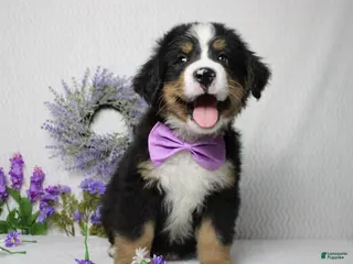 Bernese Mountain Dog dogs Cooper - Ad 1