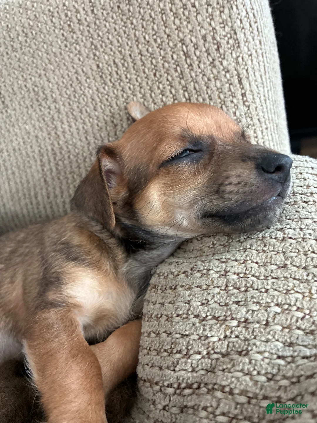 Mixed Breed dogs for sale: Big Dude aka Biggje Smalls - Ad 1