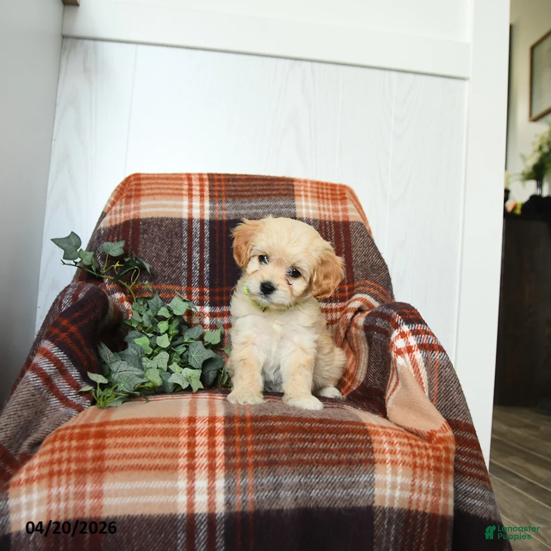 Cavachon dogs for sale: Keesha - Ad 2