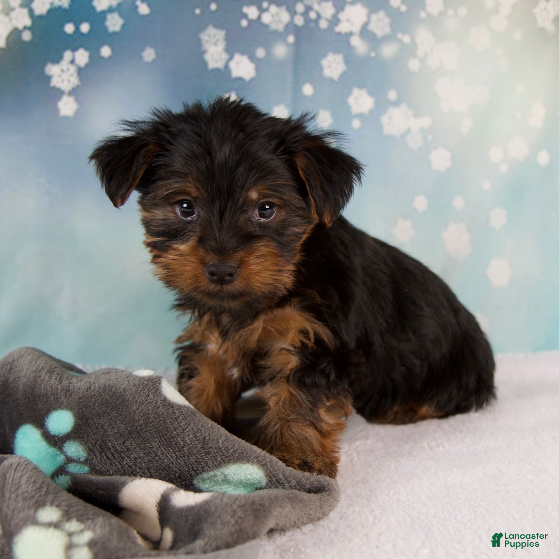 Yorkshire Terrier dogs Lela - Ad 5
