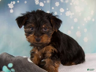 Yorkshire Terrier dogs Lela - Ad 5