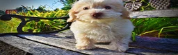 Havapoo dogs for sale: Daisy - Ad 6