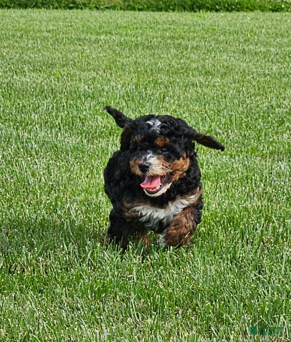 Mini Bernedoodle dogs Connie - Ad 1