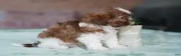 Shih Tzu dogs for sale: Male - Simon - Ad 3