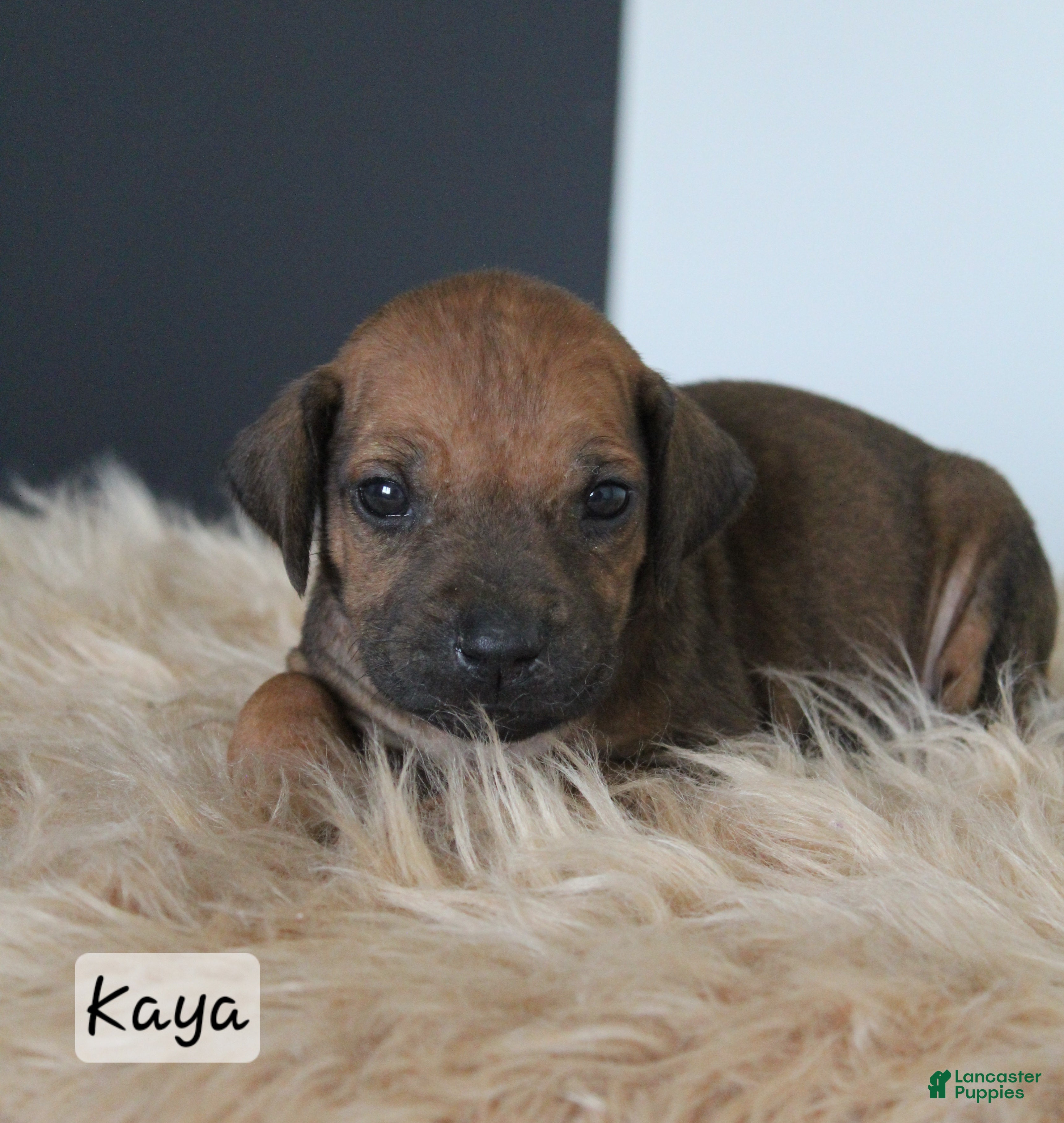 Rhodesian Ridgeback dogs Kaya - Ad 16