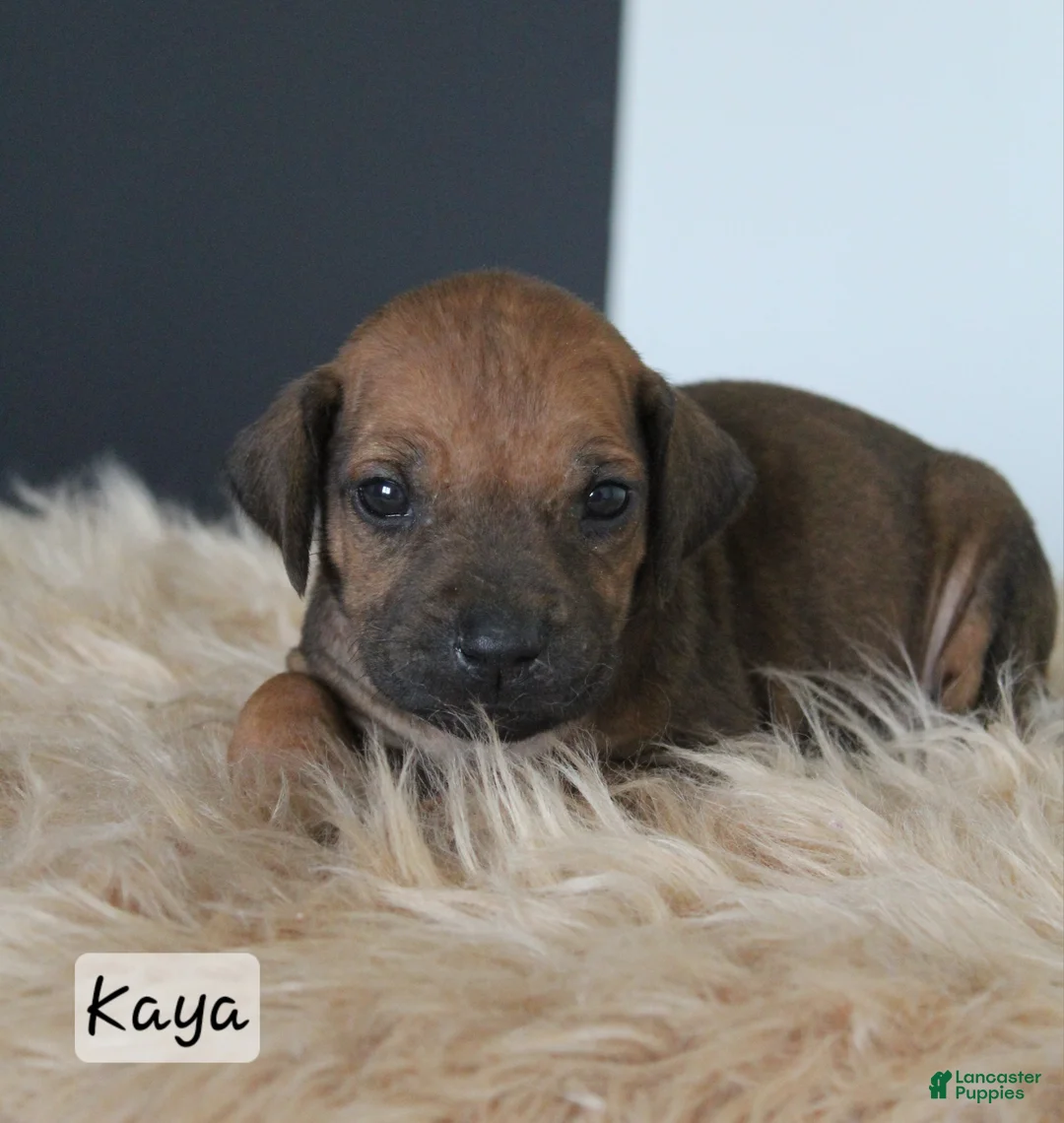 Rhodesian Ridgeback dogs for sale: Kaya - Ad 1