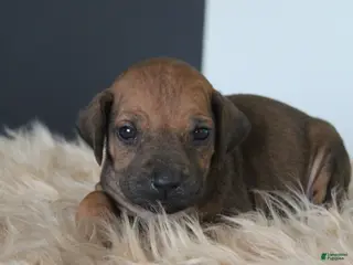 Rhodesian Ridgeback dogs Kaya - Ad 16