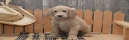 Goldendoodle dogs for sale: Blake - Ad 6