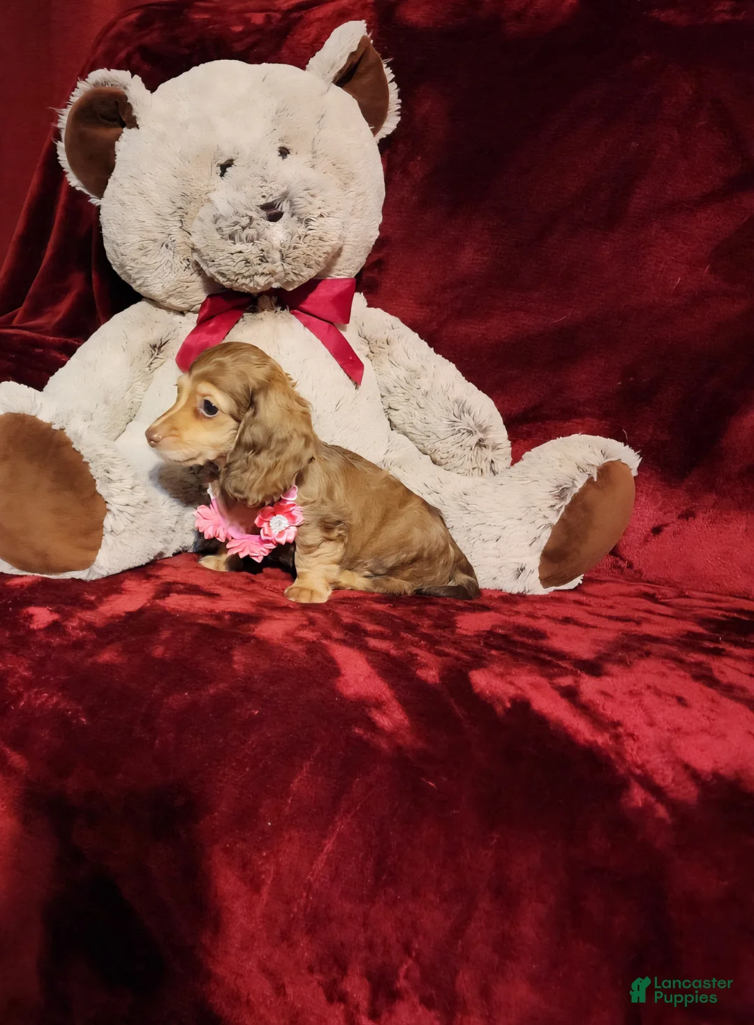 Miniature Dachshund dogs for sale: MOCHI - Ad 10