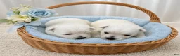West Highland Terrier dogs for sale: Monroo - Ad 3