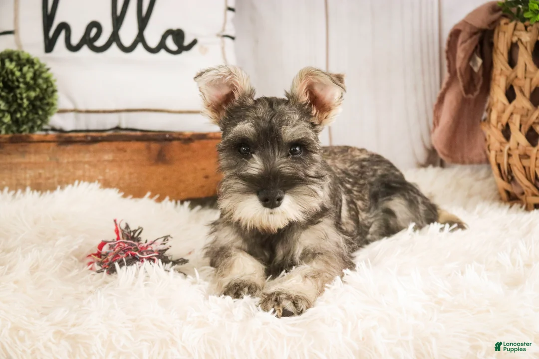 Miniature Schnauzer dogs for sale: Maggie - Ad 8