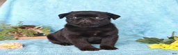 Pug dogs for sale: White Socks - Ad 5