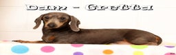 Miniature Dachshund dogs for sale: Harvey - Ad 10