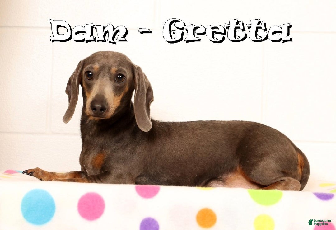 Miniature Dachshund dogs for sale: Harvey - Ad 10