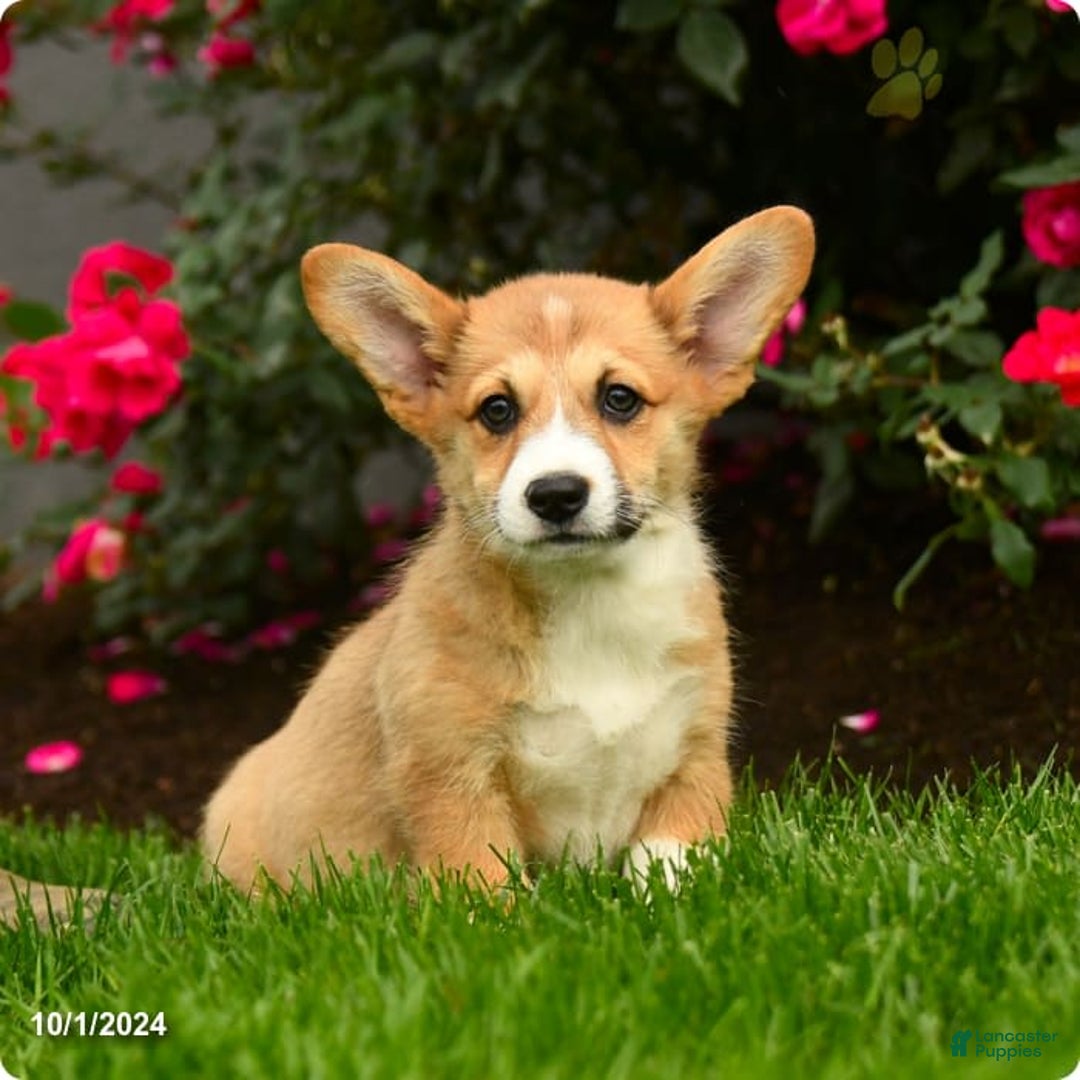 Gallery Image {{count}}