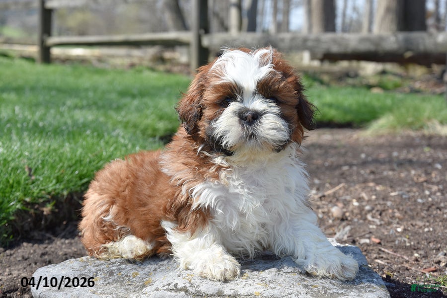 Shih Tzu dogs Brownie - Ad 1