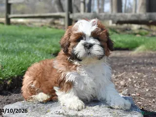 Shih Tzu dogs for sale: Brownie - Ad 2