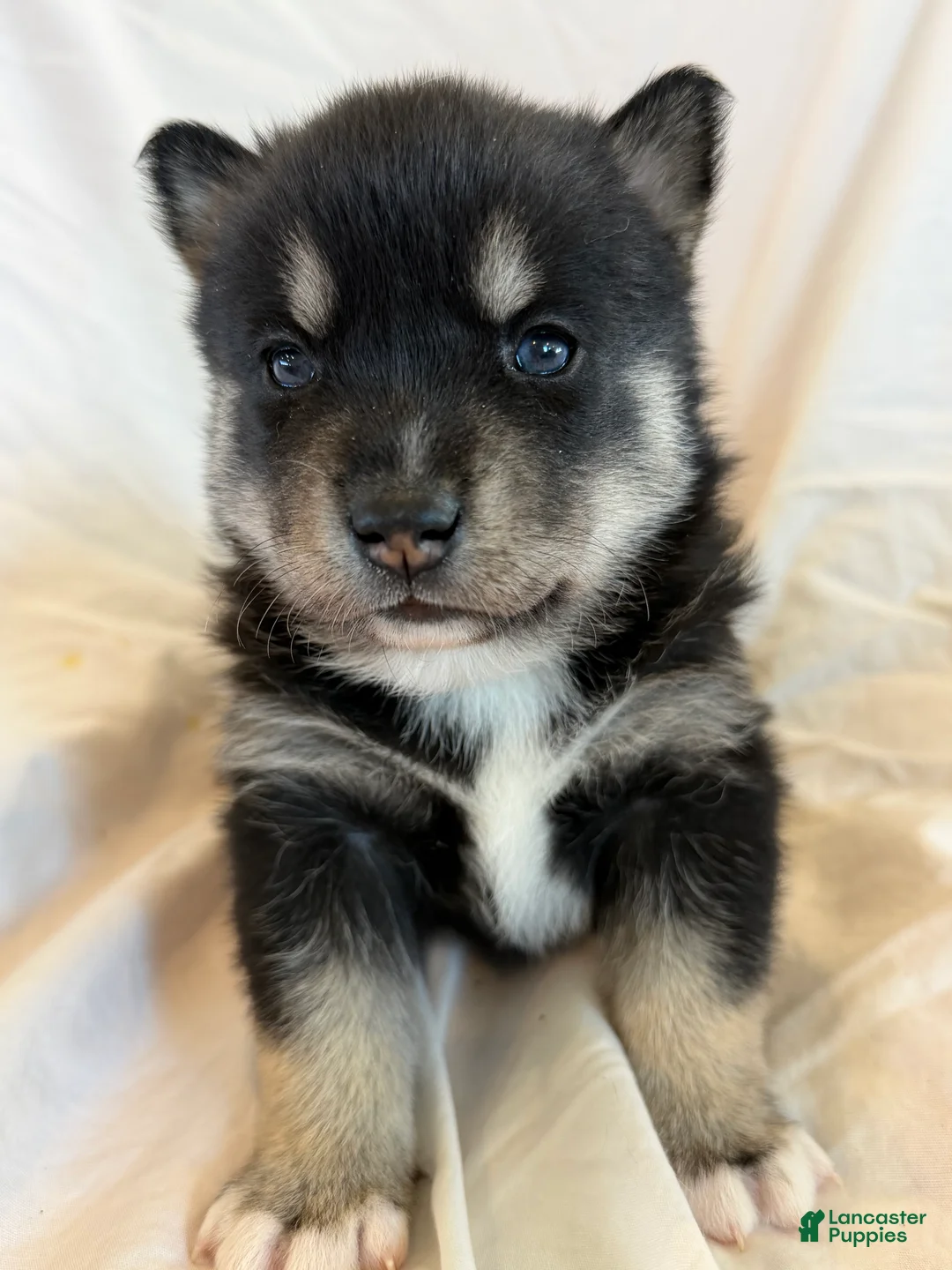 Pomsky dogs for sale: Pumpkin  - Ad 4