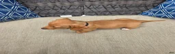 Miniature Dachshund dogs for sale: Black boy  - Ad 7