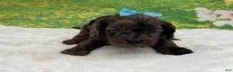 Cavapoo dogs for sale: Chip - Ad 4